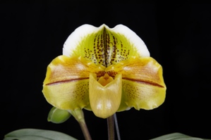 Paphiopedilum Kings Forest Gold Field HCC/AOS 76 pts.